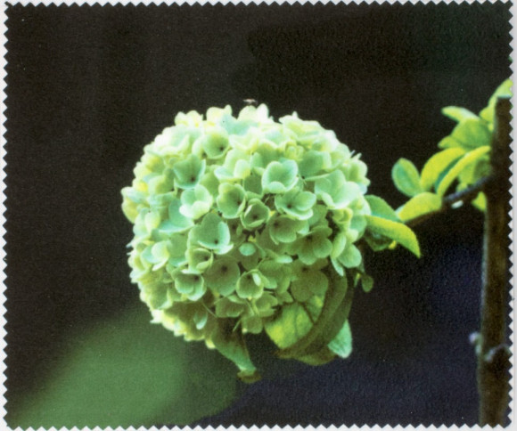 Салфетка для очков м/ф № 140 Салфетка для очков м/ф № 140