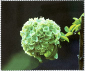 Салфетка для очков м/ф № 140